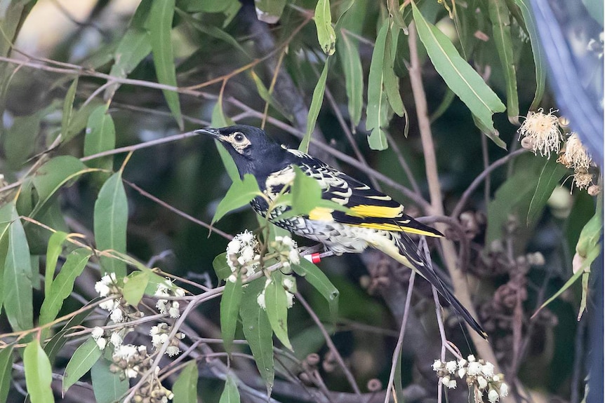 A black, yellow and white honeyeater bird, sitting on a branch among white gum blossoms.