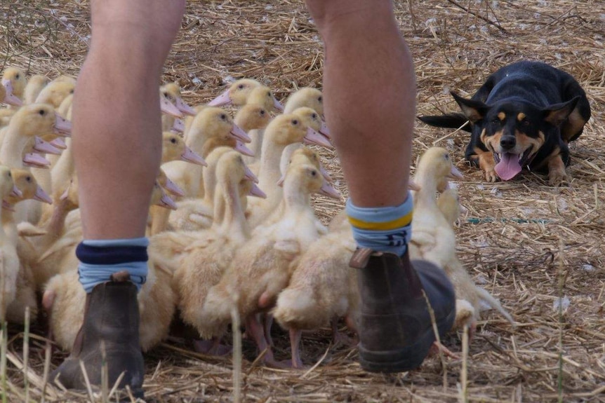 A black kelpie with ducklings and a man's legs in the foreground.