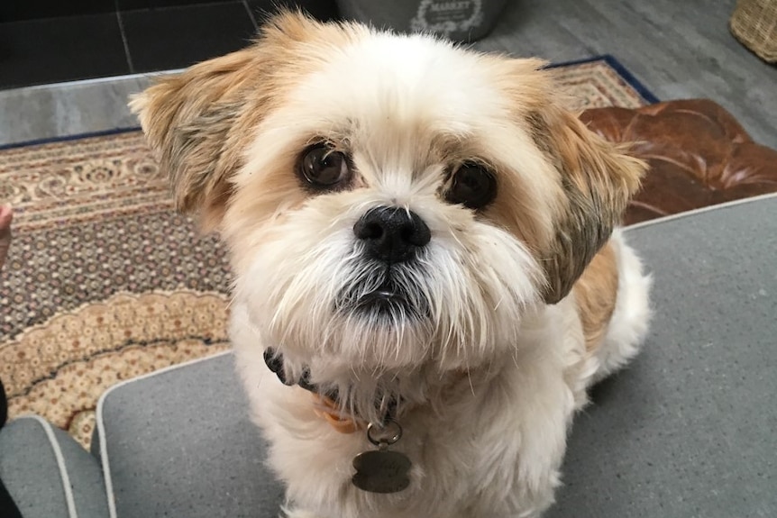 A small fluffy dog sitting on a couch