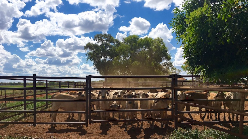 DPI extension officer Jodie Ward said said the trial was testing the effectiveness of a single shot of '5 in 1' for preventing Tetanus, so they could save graziers time out in the yards.