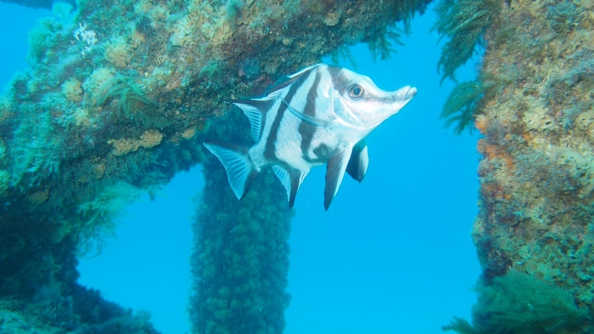 A fish swims through an artificial reef structure under the water.