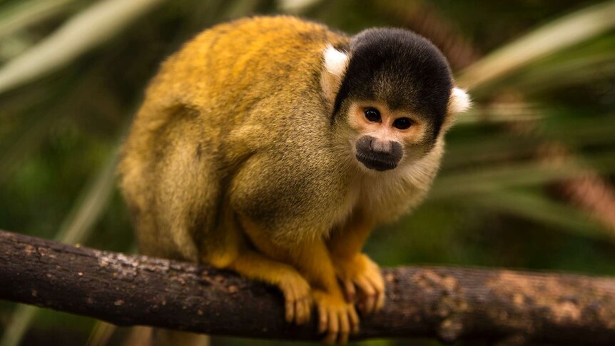 Squirrel monkey at the Adelaide Zoo