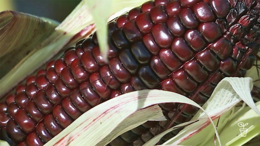 A cob of corn with purple kernels