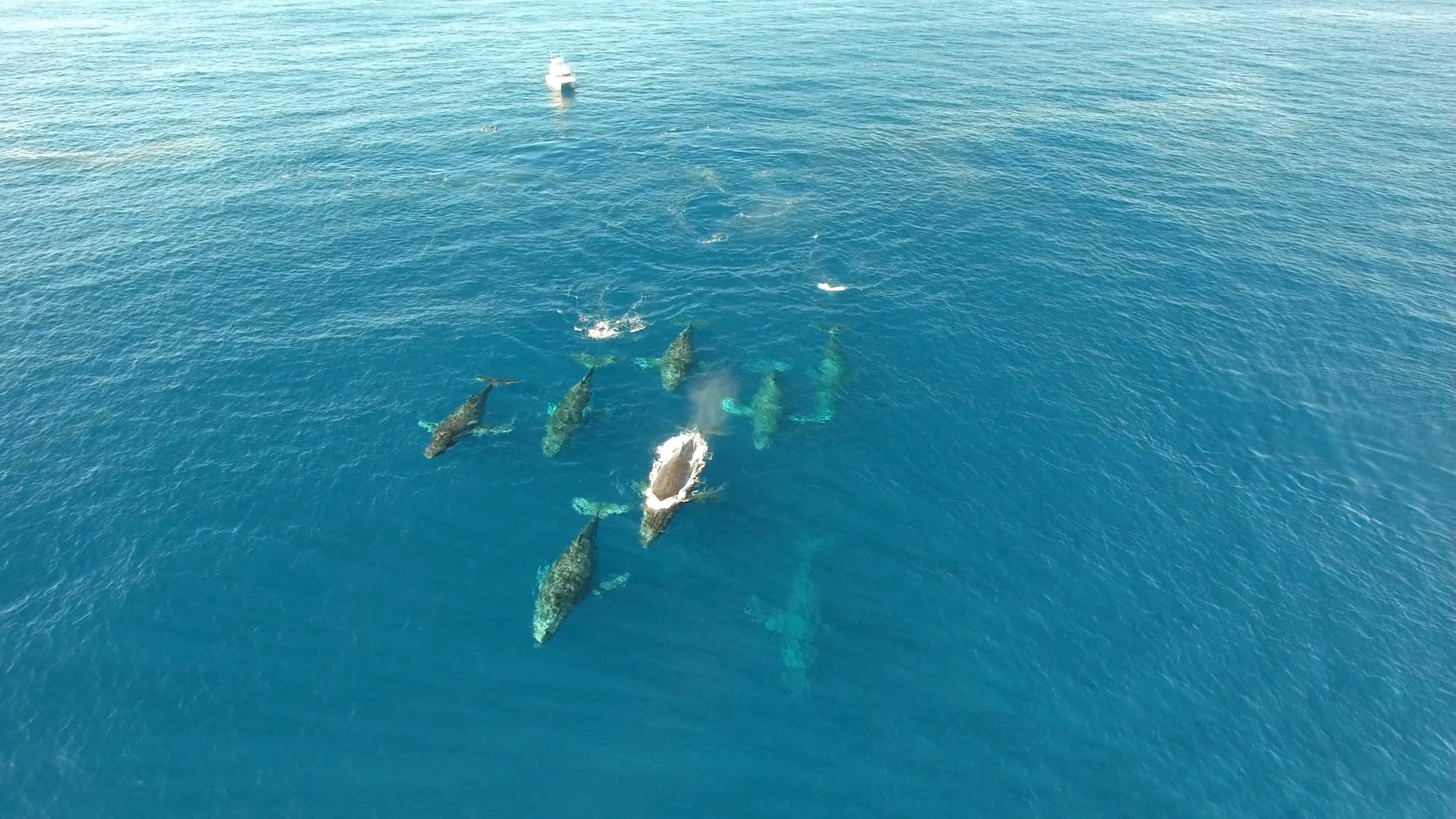 Tourists 'break the rules' diving with humpback whales in Tonga