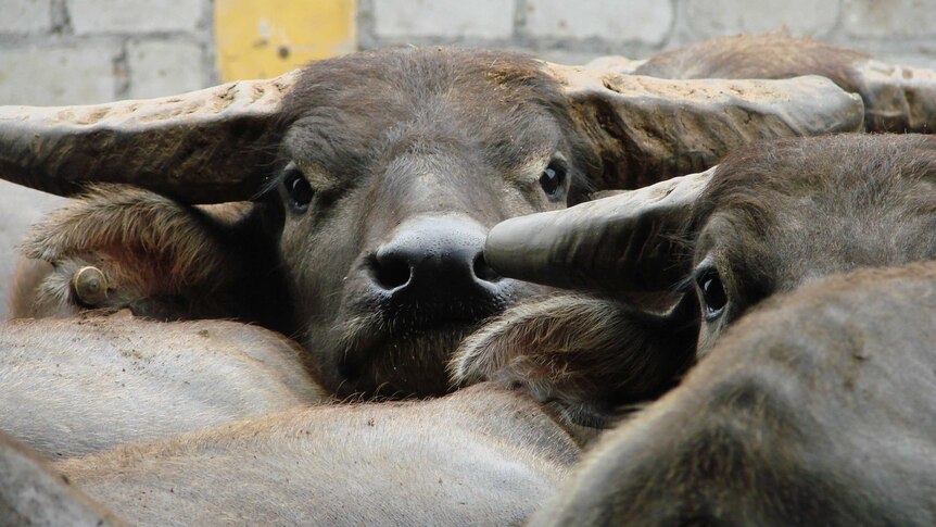 buffalo in a Vietnam feedlot