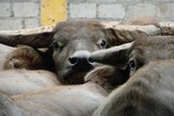 buffalo in a Vietnam feedlot