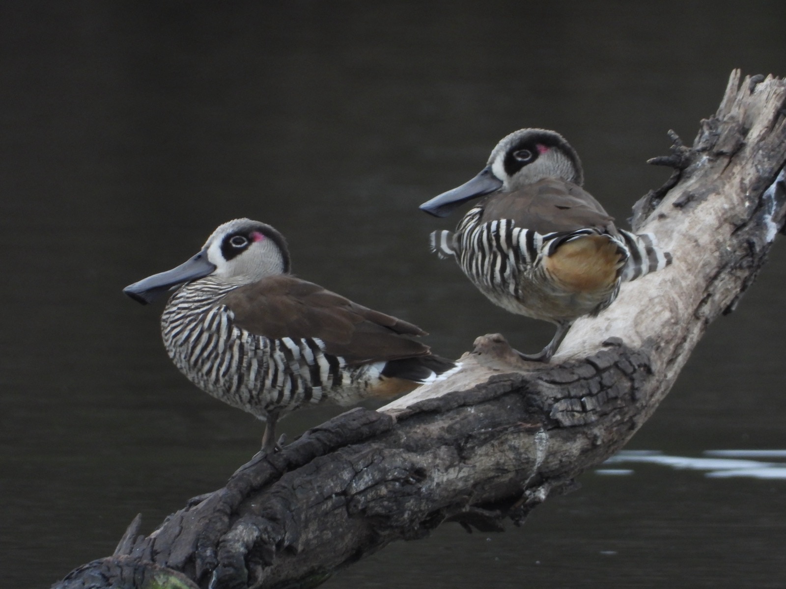 Two grey ducks with black and white striped breasts on a tree branch.
