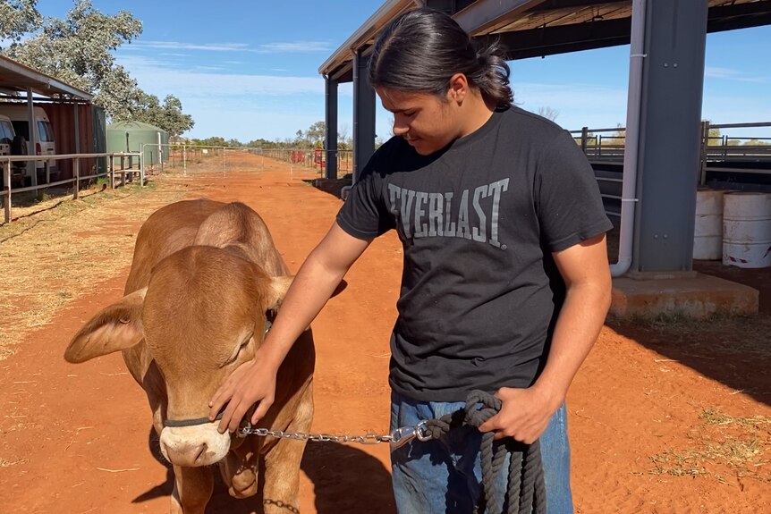 A teen boy pats the nose of a red Brahman steer while holding its lead.