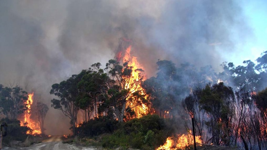 Flames burn near a forest track as a bushfire rages out of control near Northcliffe