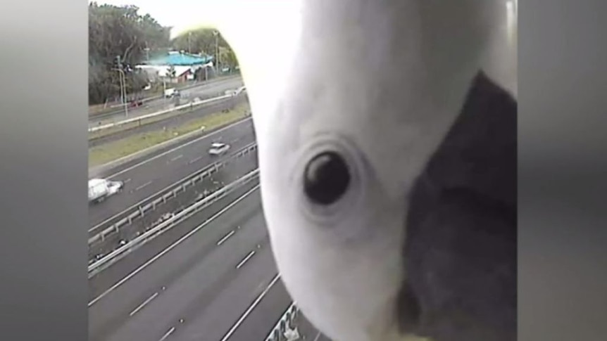 A cockatoo sneaks a peek into a traffic camera (Supplied: Queensland Transport and Main Roads)
