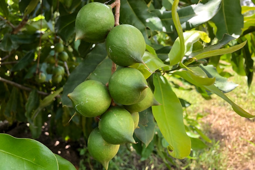 Green macadamia nuts growing on a tree.