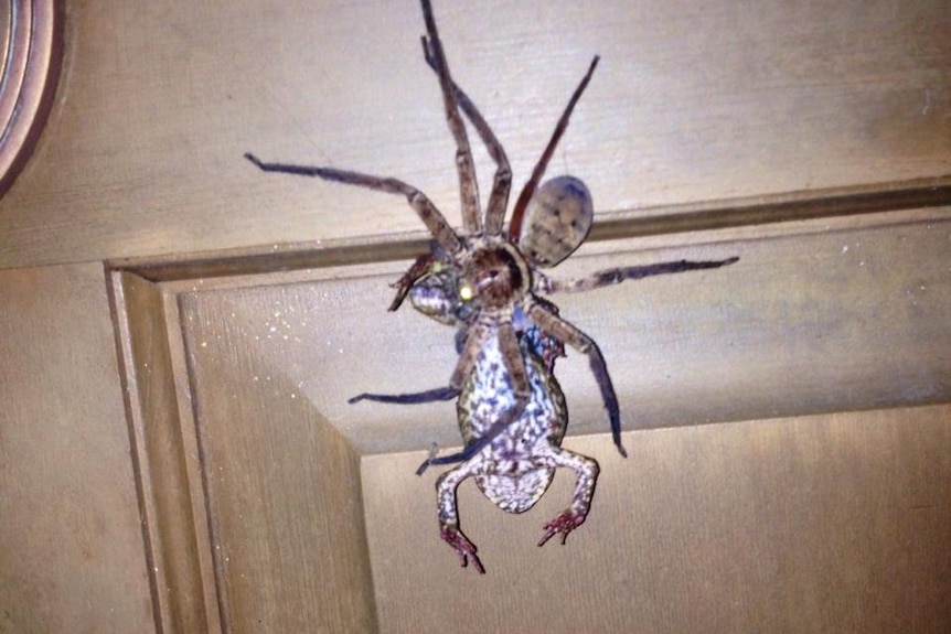 A spider holding a cane toad on a door.