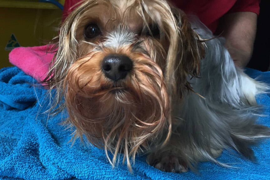 A wet dog sitting on a blue towel.