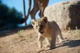 A lion cub prowls