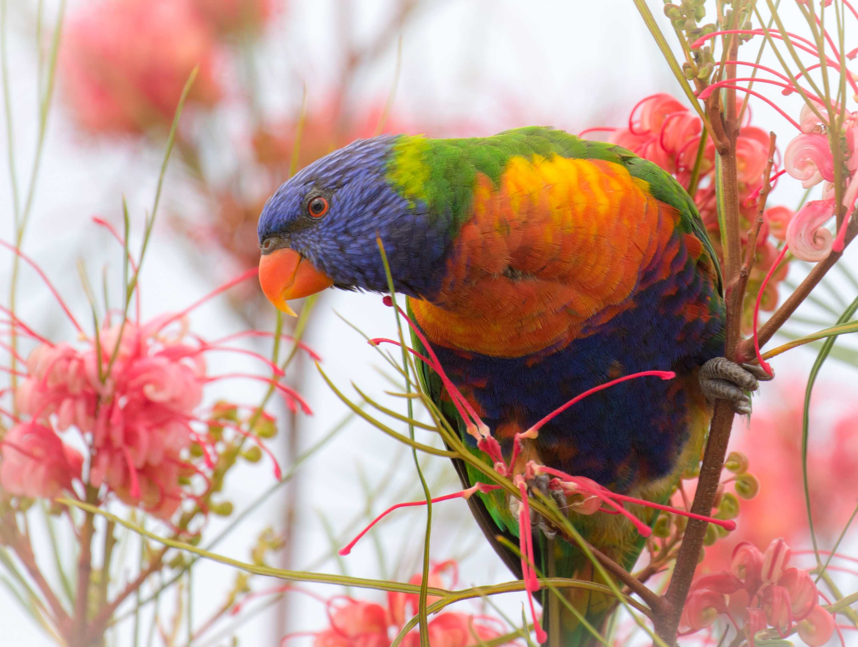Rainbow Lorikeet