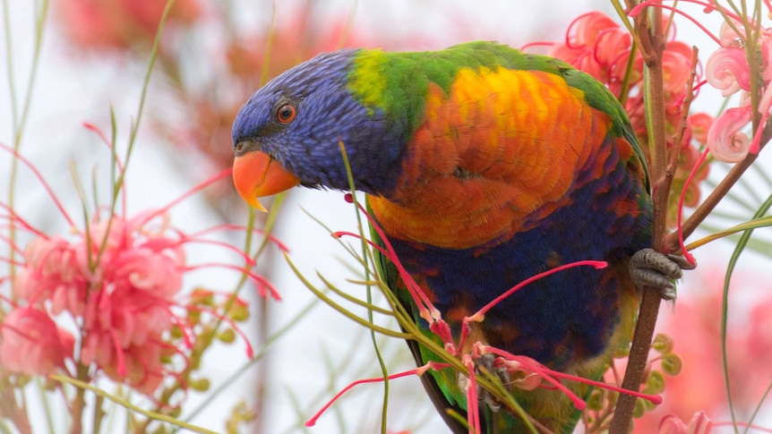 Rainbow Lorikeet