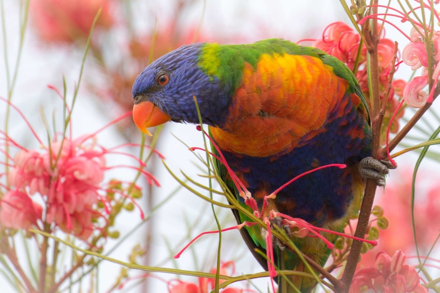 Rainbow lorikeet