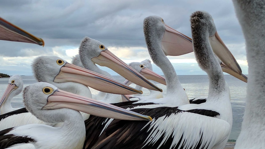 A group of pelicans stand together on a jetty looking toward the sea.