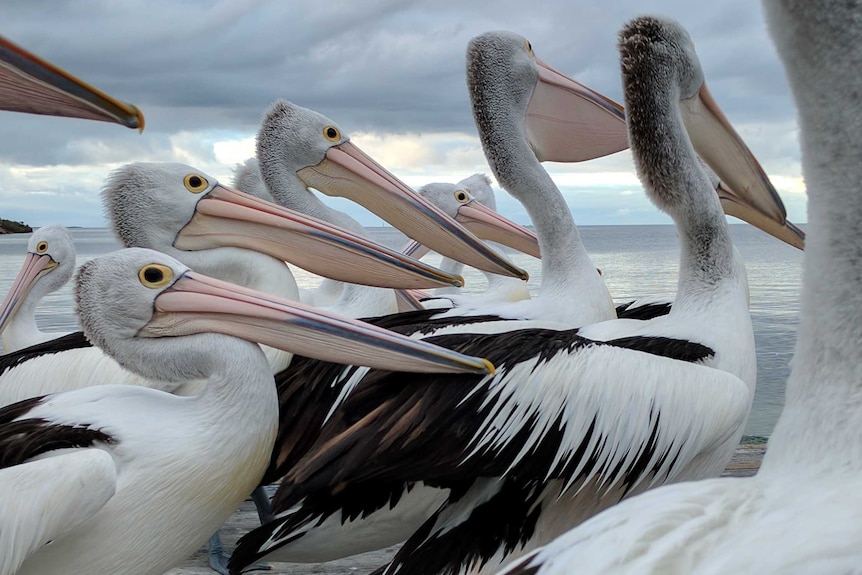 A group of pelicans stand together on a jetty looking toward the sea.