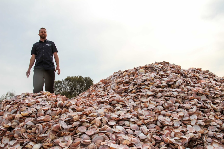 Pile of scallop shells.