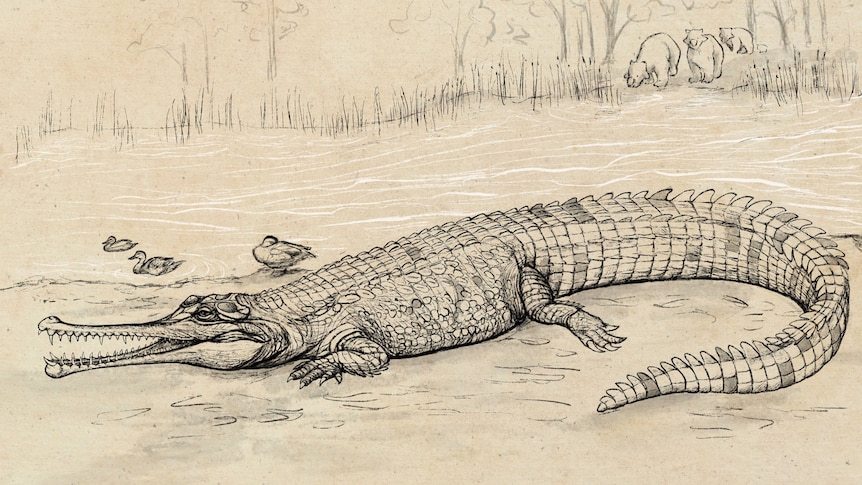 A pen-and-ink sketch of a large prehistoric crocodile with a long, slender snout.