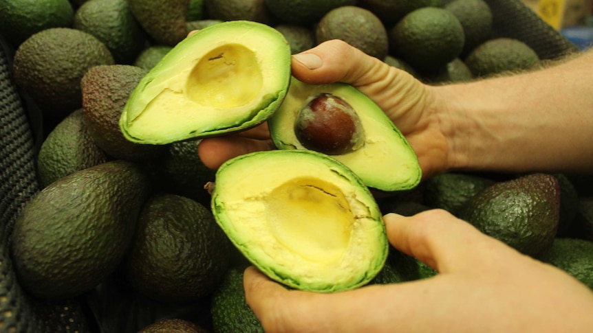 Hands hold three three halves of ripe green and yellow avocadoes.