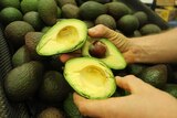 Three avocados cut in half and being held over a pile of avocados.