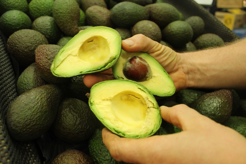 Hands holding cut avocados.