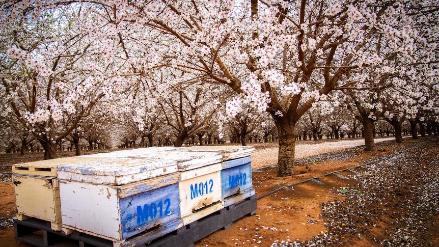 Six bee hives sitting in amongst the blossoming almond trees