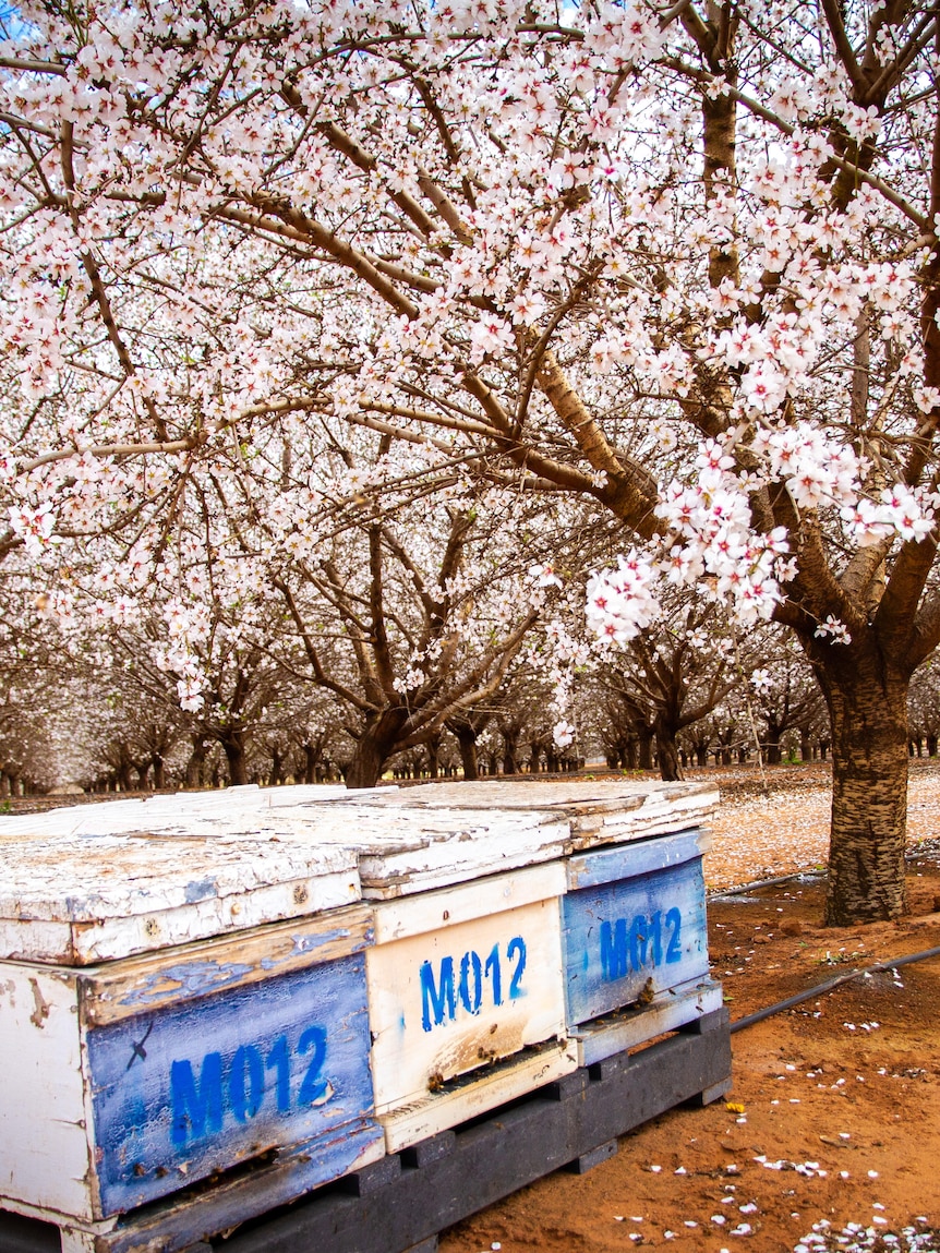 Beehives permitted to move from almond orchard purple zones thumbnail