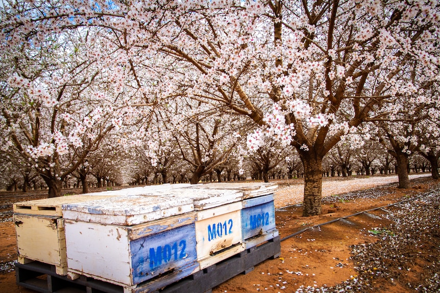 Six hives of bees sitting among the flowering almond trees