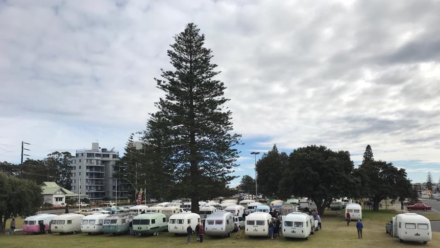 About 30 Sunliner caravans parked in John Wright Park in Tuncurry for the 60th anniversary celebration