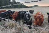 Cows stand in a frosty paddock near a fence with ice on their backs.
