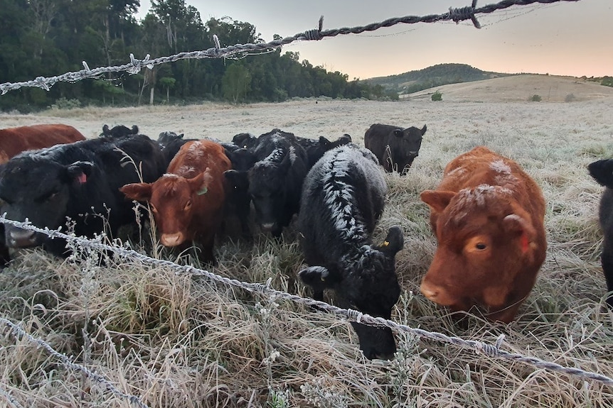 cows stand in a frosty paddock near a fence with ice on their backs
