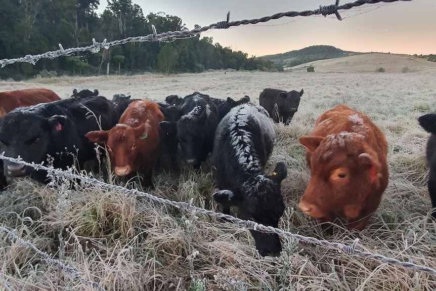 Cows stand in a frosty paddock near a fence with ice on their backs.