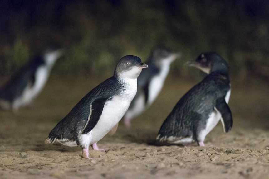 When Phillip Island penguins won, and land owners lost - ABC