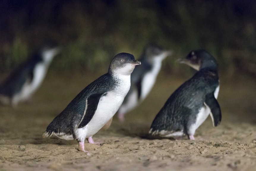 Little Penguins