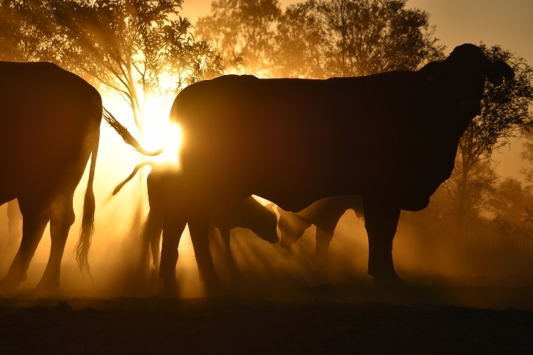 A silhouette of cattle in front of a sunset.