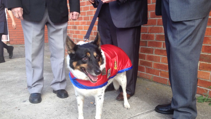 Sparky the explosives dog.