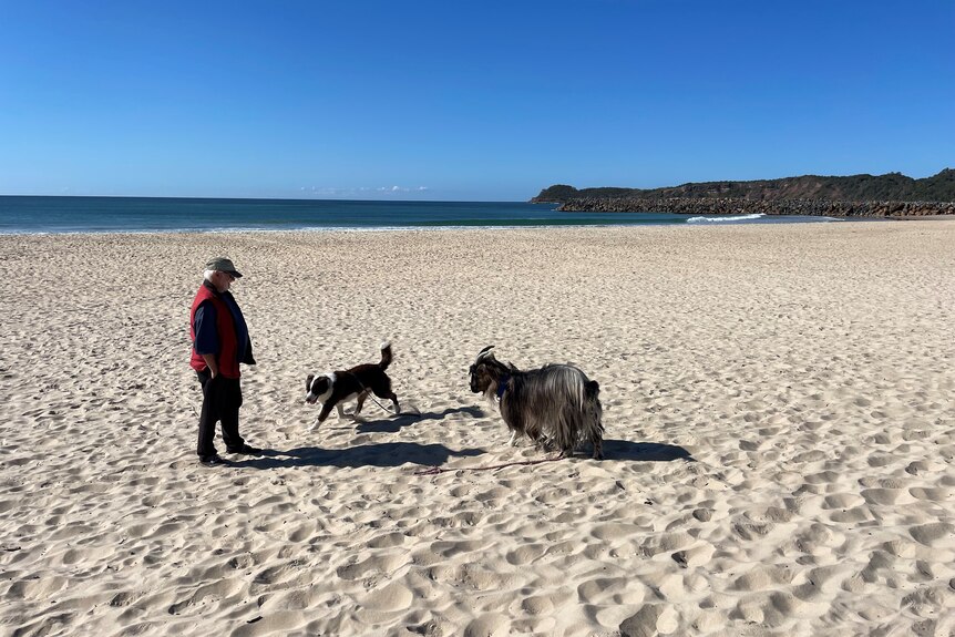 A man with a dog and a goat walk on the sand on the beach, blue sky sea, green hills in the background.
