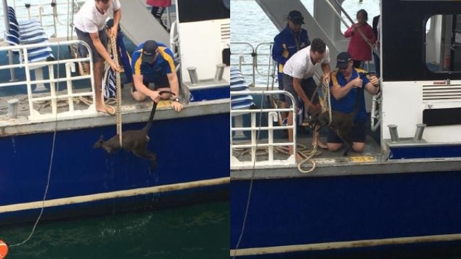 A wallaby with a rope around it in the water.