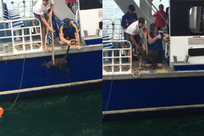 A wallaby with a rope around it in the water.