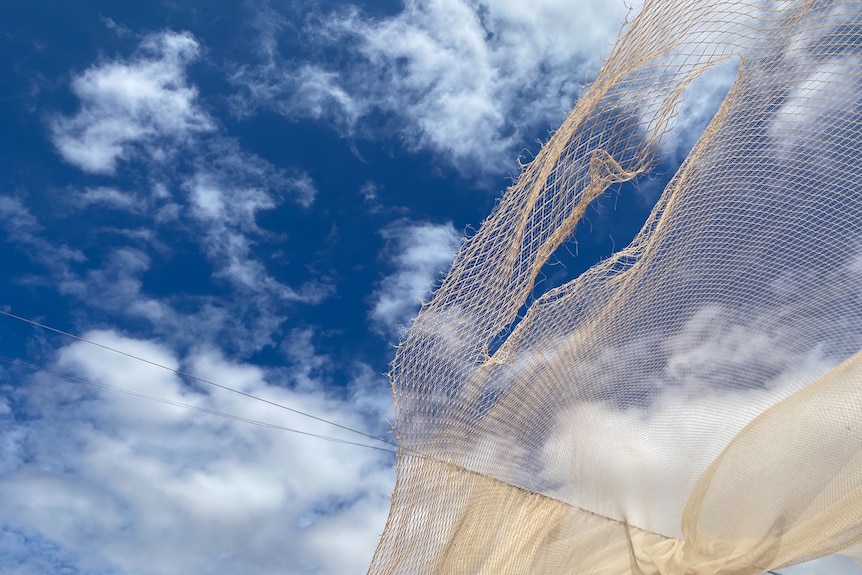 Netting to protect crops shows tears and damage after storm.