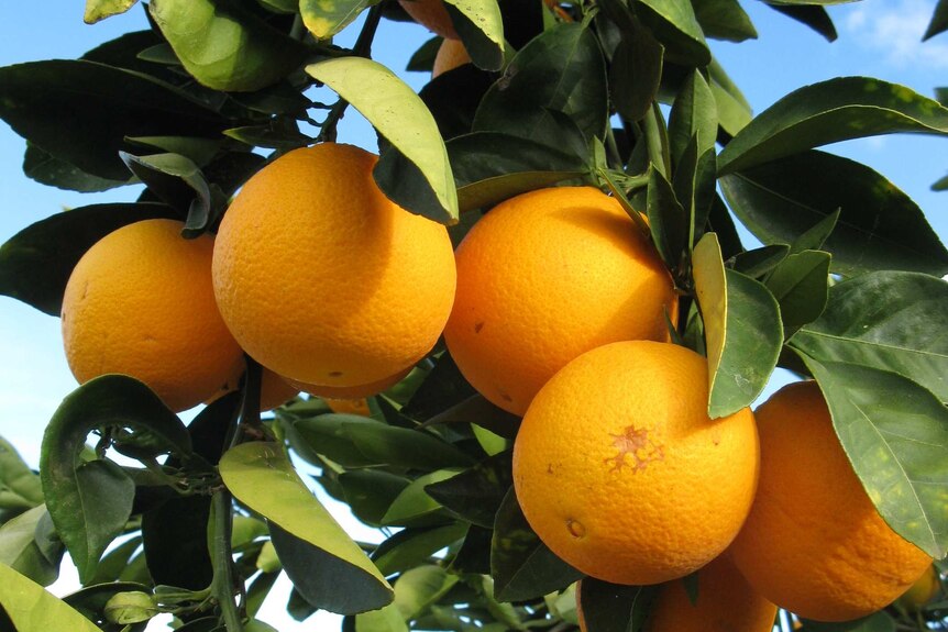 A healthy orange tree with a close up of ripe oranges.