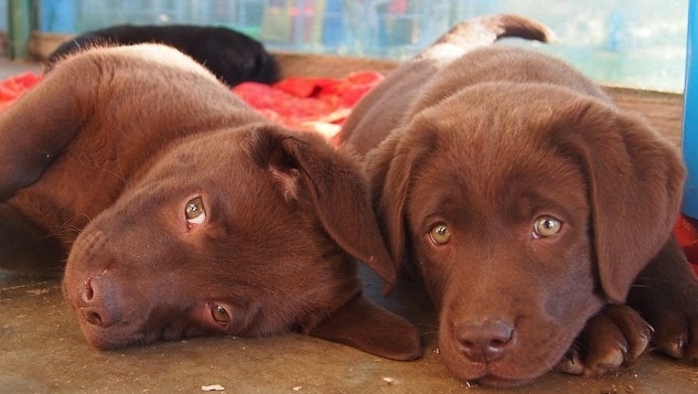 Chocolate Labrador puppies