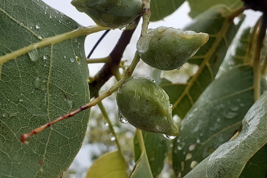 A small green plum covered in raindrops