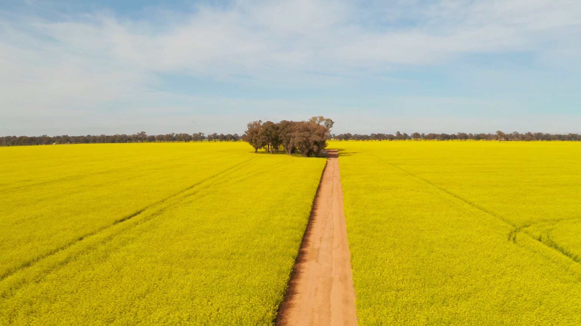 Free canola field lets tourists take selfies without trampling crops