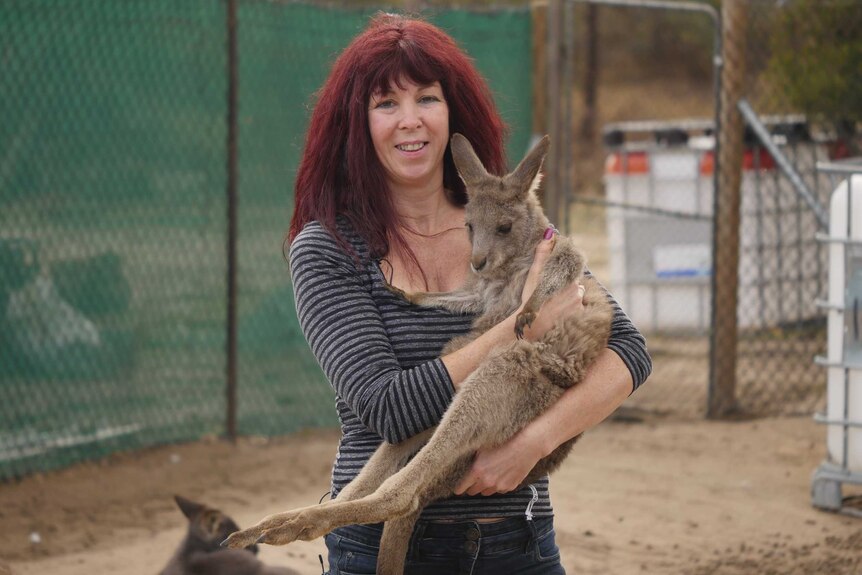 A woman holds a joey while standing in an enclosure.
