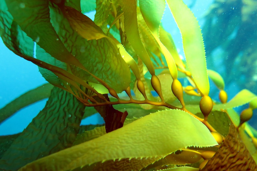 Close-up of kelp underwater.