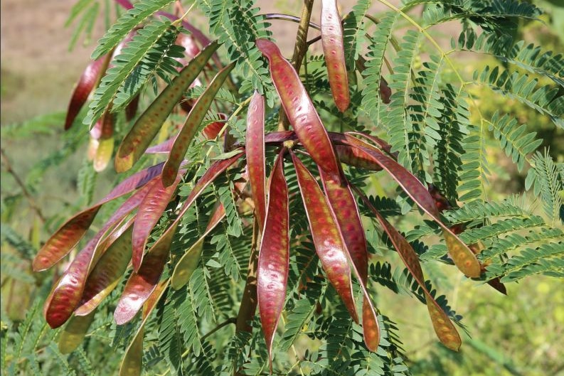Eine Pflanze mit braunen Samenkapseln.
